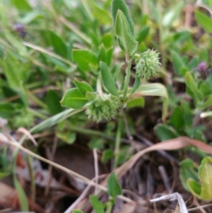 Opercularia hispida at Hume, ACT - 12 Jan 2018 08:37 AM