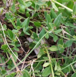 Opercularia hispida at Hume, ACT - 12 Jan 2018