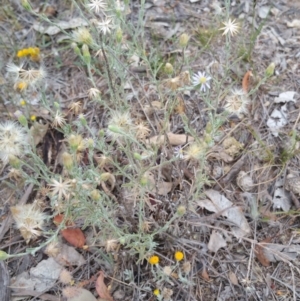 Vittadinia gracilis at Hume, ACT - 12 Jan 2018