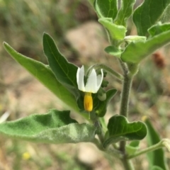 Solanum chenopodioides (Whitetip Nightshade) at Wandiyali-Environa Conservation Area - 11 Jan 2018 by Wandiyali