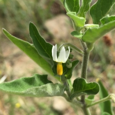 Solanum chenopodioides (Whitetip Nightshade) at Jerrabomberra, NSW - 12 Jan 2018 by Wandiyali