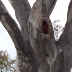 Platycercus elegans at Deakin, ACT - 22 Oct 2015