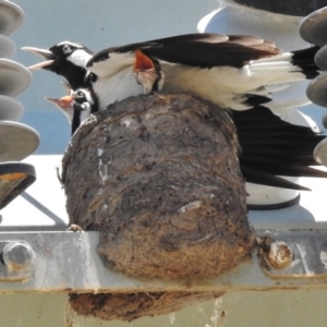 Grallina cyanoleuca at Tharwa, ACT - 7 Jan 2018