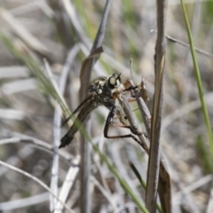 Dolopus rubrithorax (Large Brown Robber Fly) at Michelago, NSW - 13 Nov 2017 by Illilanga