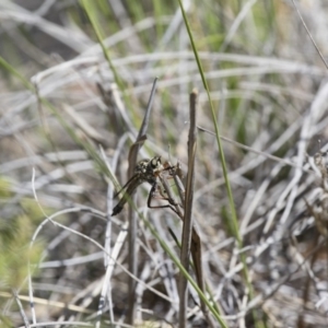 Dolopus rubrithorax at Michelago, NSW - 13 Nov 2017