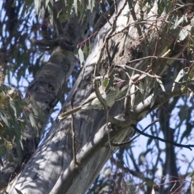 Acanthagenys rufogularis (Spiny-cheeked Honeyeater) at Michelago, NSW - 17 Oct 2010 by Illilanga