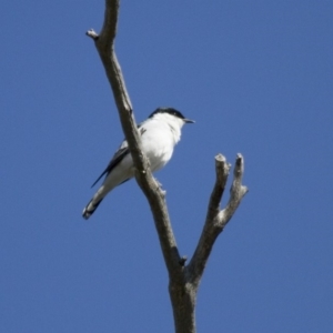 Lalage tricolor at Michelago, NSW - 13 Oct 2013