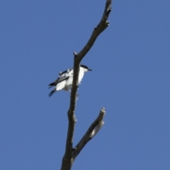 Lalage tricolor at Michelago, NSW - 13 Oct 2013