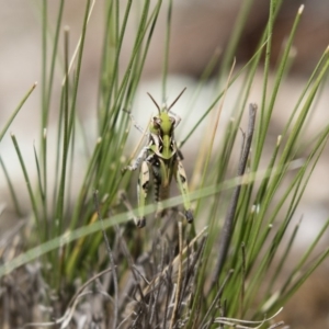 Austroicetes sp. (genus) at Michelago, NSW - 23 Dec 2017