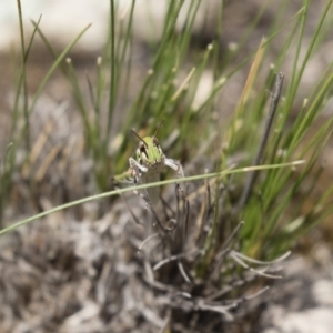 Austroicetes sp. (genus) at Michelago, NSW - 23 Dec 2017