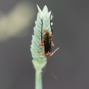 Lissopimpla excelsa at Michelago, NSW - 28 Dec 2017 05:20 PM