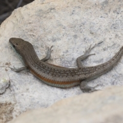 Carlia tetradactyla (Southern Rainbow Skink) at Michelago, NSW - 26 Dec 2017 by Illilanga