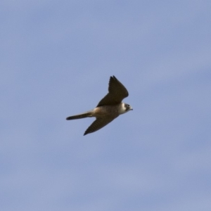 Falco longipennis at Michelago, NSW - 19 Dec 2017 08:39 AM