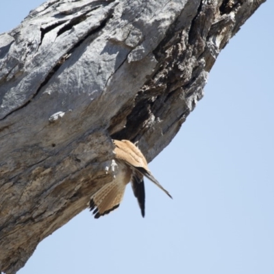 Falco cenchroides (Nankeen Kestrel) at Michelago, NSW - 15 Oct 2017 by Illilanga