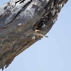 Falco cenchroides at Michelago, NSW - 15 Oct 2017 12:31 PM