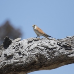 Falco cenchroides at Michelago, NSW - 15 Oct 2017 12:31 PM