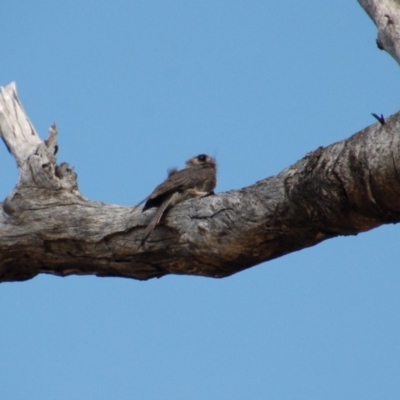 Aegotheles cristatus (Australian Owlet-nightjar) at Booth, ACT - 12 Jan 2018 by KMcCue