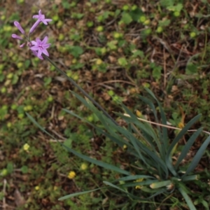 Tulbaghia violacea at Gundaroo, NSW - 9 Jan 2018 09:39 AM