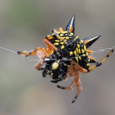 Austracantha minax (Christmas Spider, Jewel Spider) at Paddys River, ACT - 10 Jan 2018 by KenT