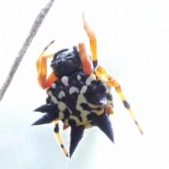 Austracantha minax at Paddys River, ACT - 11 Jan 2018 07:18 AM