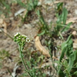 Hackelia suaveolens at Isaacs, ACT - 13 Jan 2018