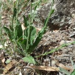 Hackelia suaveolens at Isaacs, ACT - 13 Jan 2018