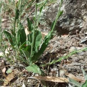 Hackelia suaveolens at Isaacs, ACT - 13 Jan 2018