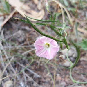 Convolvulus angustissimus subsp. angustissimus at Isaacs Ridge - 13 Jan 2018