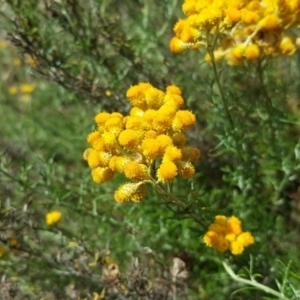 Chrysocephalum semipapposum at Isaacs, ACT - 13 Jan 2018 03:21 PM