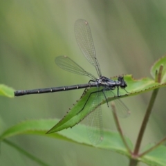 Austroargiolestes calcaris (Powdered Flatwing) at Paddys River, ACT - 11 Jan 2018 by KenT