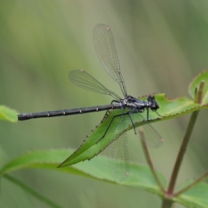 Austroargiolestes calcaris at Paddys River, ACT - 11 Jan 2018 12:58 PM