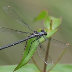 Austroargiolestes calcaris at Paddys River, ACT - 11 Jan 2018 12:58 PM