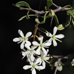 Bursaria spinosa (Native Blackthorn, Sweet Bursaria) at Paddys River, ACT - 11 Jan 2018 by KenT