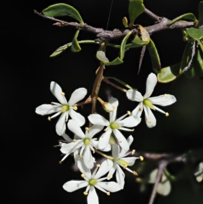 Bursaria spinosa (Native Blackthorn, Sweet Bursaria) at Paddys River, ACT - 11 Jan 2018 by KenT