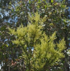 Bursaria spinosa at Paddys River, ACT - 11 Jan 2018 11:30 AM