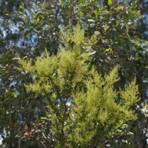 Bursaria spinosa at Paddys River, ACT - 11 Jan 2018 11:30 AM