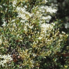 Bursaria spinosa at Paddys River, ACT - 11 Jan 2018 11:30 AM