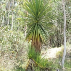 Cordyline sp. (Cordyline) at Paddys River, ACT - 11 Jan 2018 by KenT