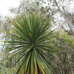 Cordyline sp. at Paddys River, ACT - 11 Jan 2018 11:51 AM