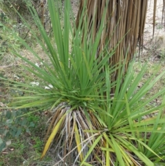 Cordyline sp. at Paddys River, ACT - 11 Jan 2018 11:51 AM