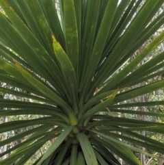 Cordyline sp. at Paddys River, ACT - 11 Jan 2018 11:51 AM