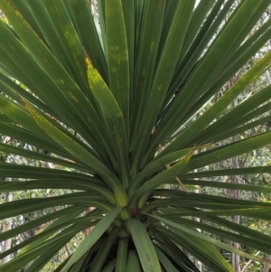 Cordyline sp. at Paddys River, ACT - 11 Jan 2018 11:51 AM