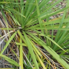 Cordyline sp. at Paddys River, ACT - 11 Jan 2018 11:51 AM