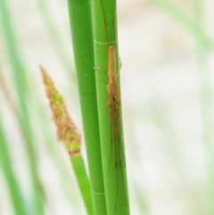 Tetragnatha sp. (genus) (Long-jawed spider) at Paddys River, ACT - 10 Jan 2018 by KenT