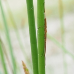 Tetragnatha sp. (genus) at Paddys River, ACT - 11 Jan 2018 08:43 AM