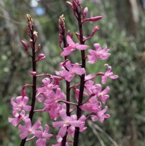 Dipodium roseum at Cotter River, ACT - suppressed