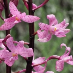 Dipodium roseum at Cotter River, ACT - suppressed