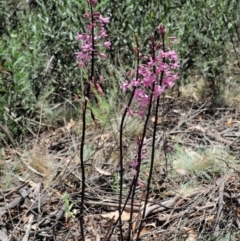 Dipodium roseum at Cotter River, ACT - suppressed