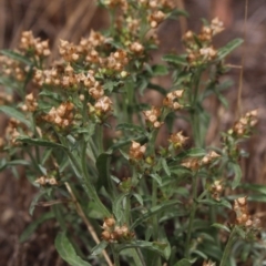 Gamochaeta coarctata (Gray Everlasting) at Gundaroo, NSW - 8 Jan 2018 by MaartjeSevenster