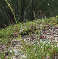 Hemarthria uncinata (Matgrass) at Paddys River, ACT - 10 Jan 2018 by KenT